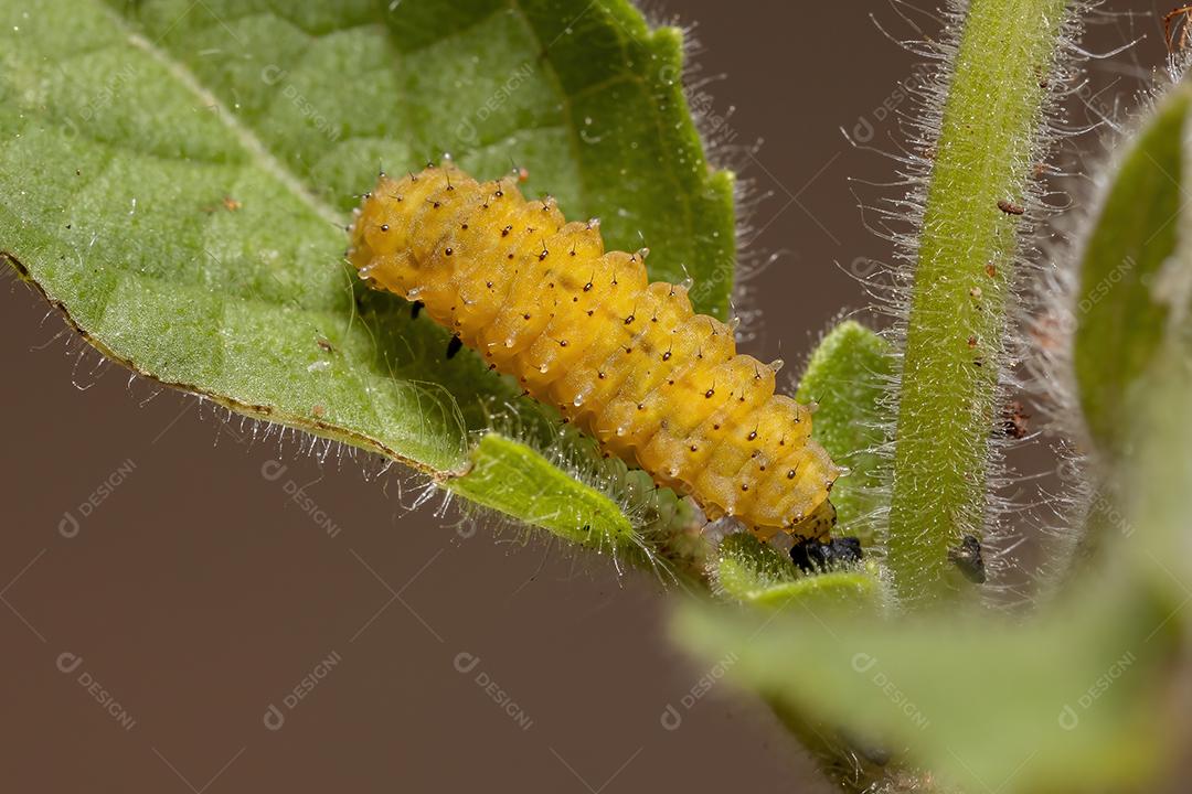 Larvas do besouro da pulga da espécie Omophoita argus