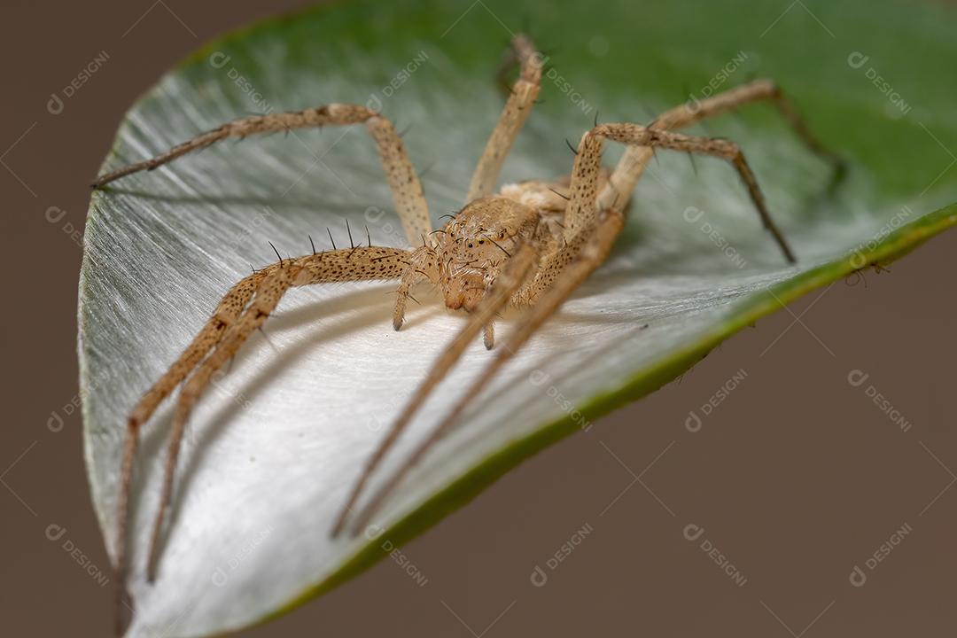Aranha do Caranguejo Correndo da Família Philodromidae