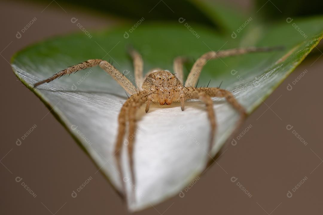 Aranha do Caranguejo Correndo da Família Philodromidae