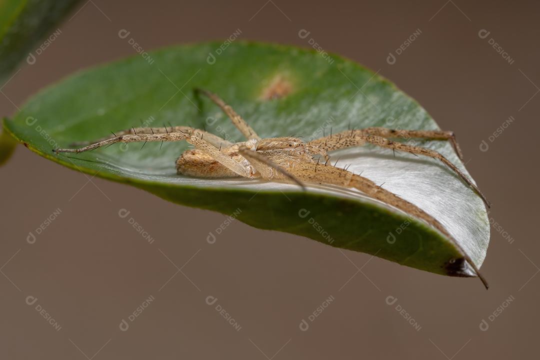 Aranha do Caranguejo Correndo da Família Philodromidae