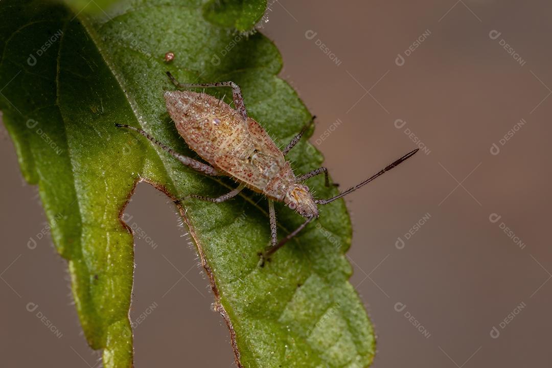 Pentatomomorfo Bug ninfa da Infraordem Pentatomomorpha