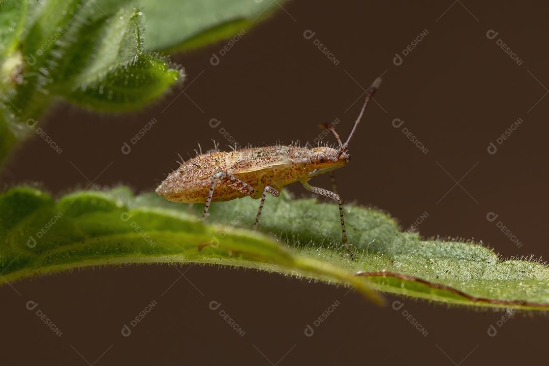Pentatomomorfo Bug ninfa da Infraordem Pentatomomorpha