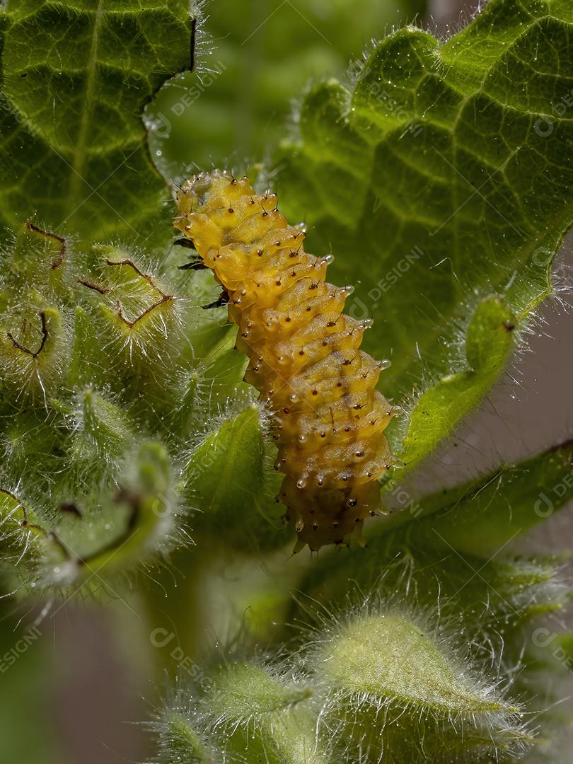 Larvas do besouro da pulga da espécie Omophoita argus