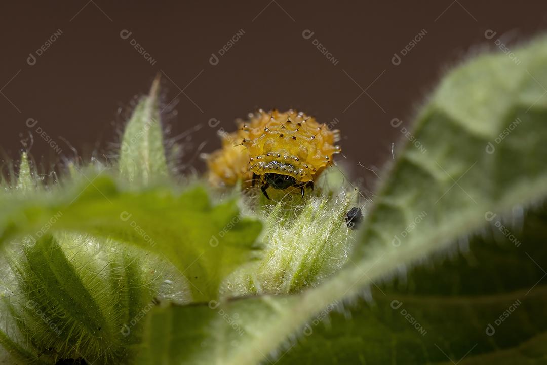 Larvas do besouro da pulga da espécie Omophoita argus