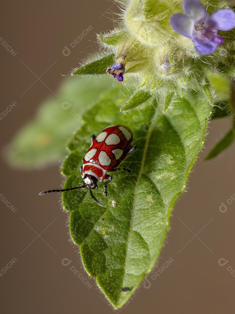 Besouro-pulga adulto da espécie Omophoita argus