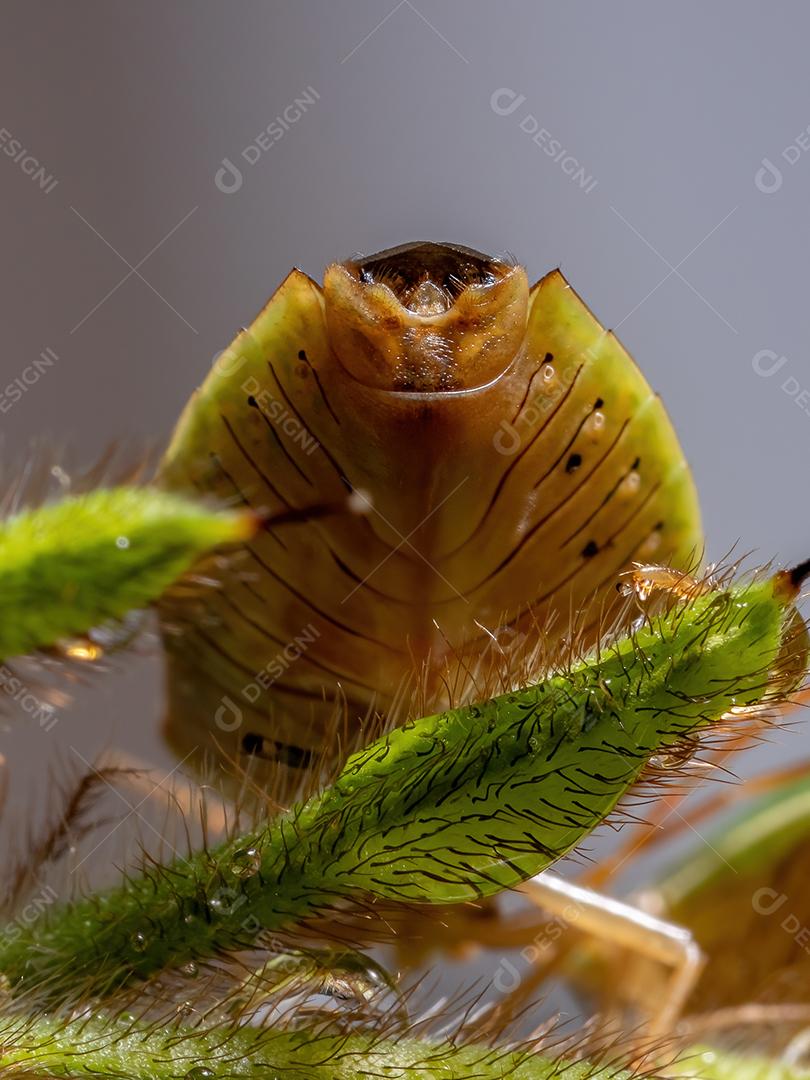 Percevejo adulto da espécie Edessa meditabunda