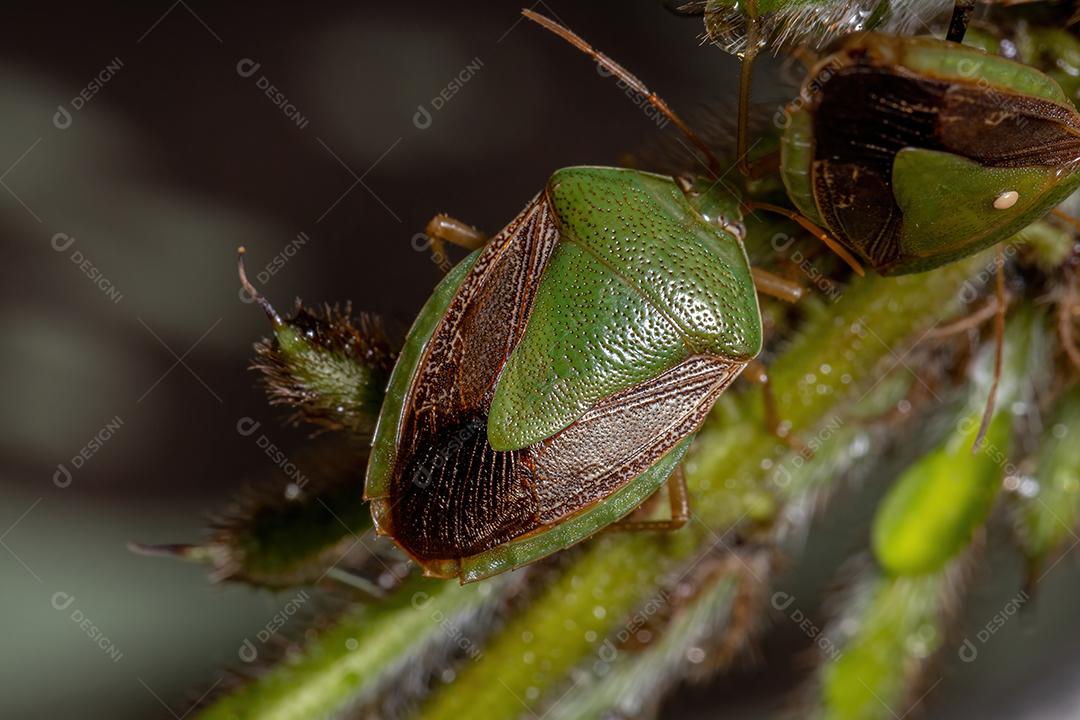 Percevejo adulto da espécie dessa meditabunda