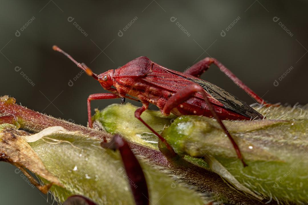 Inseto pé de folha adulto da espécie Athaumastus haematicus