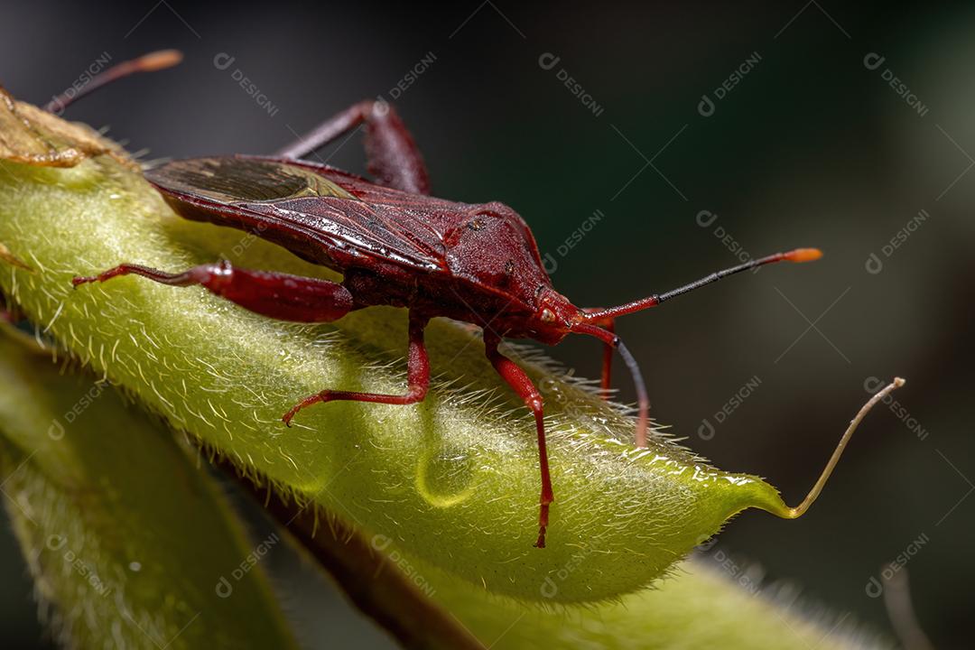 Inseto pé de folha adulto da espécie Athaumastus haematicus