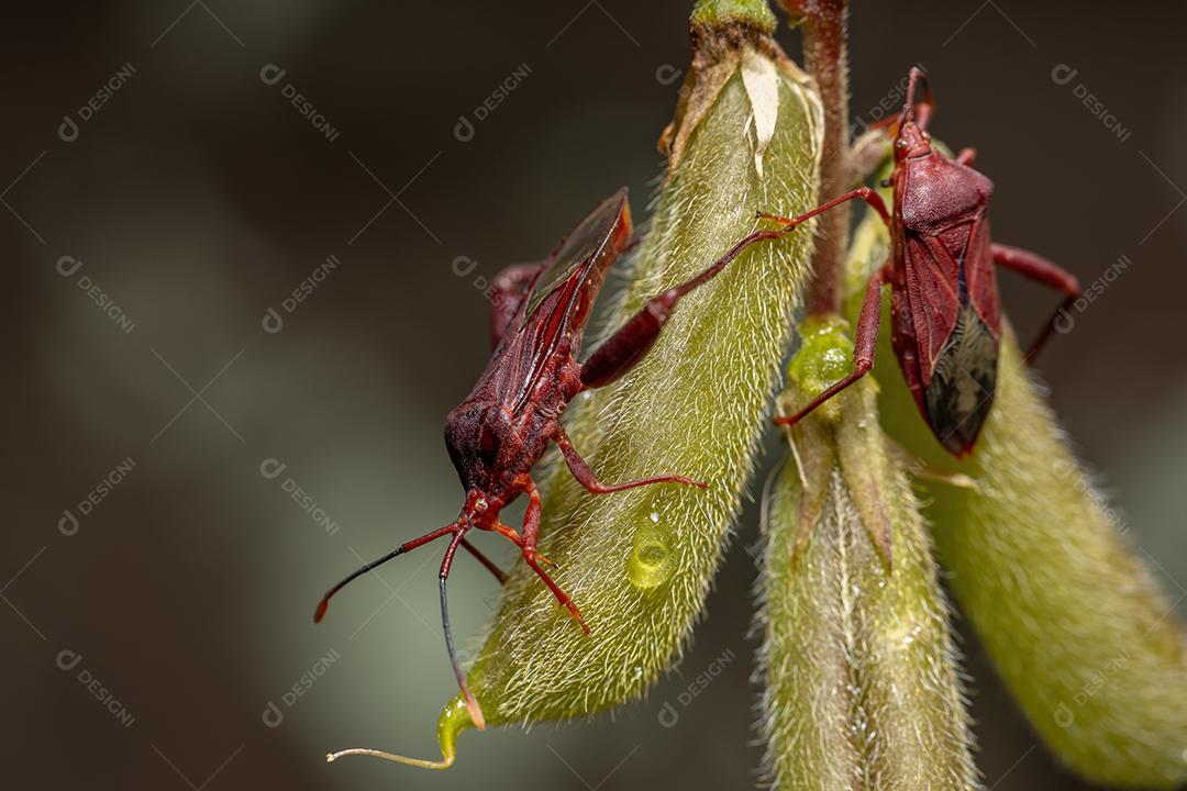 Inseto pé de folha adulto da espécie Athaumastus haematicus