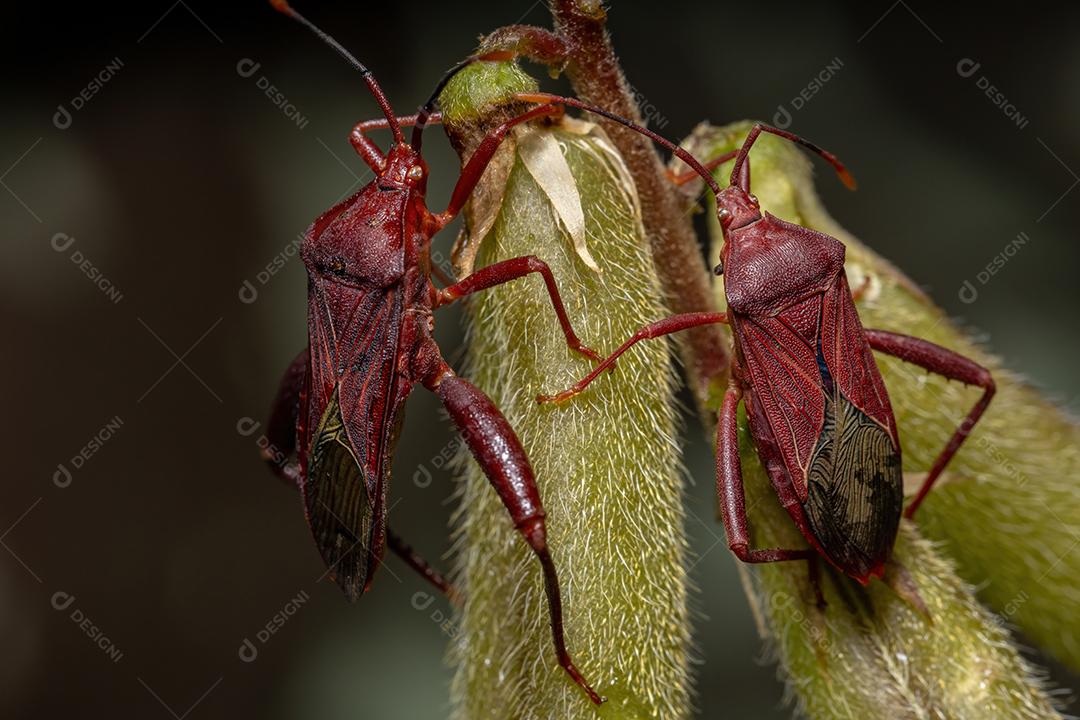 Inseto pé de folha adulto da espécie Athaumastus haematicus