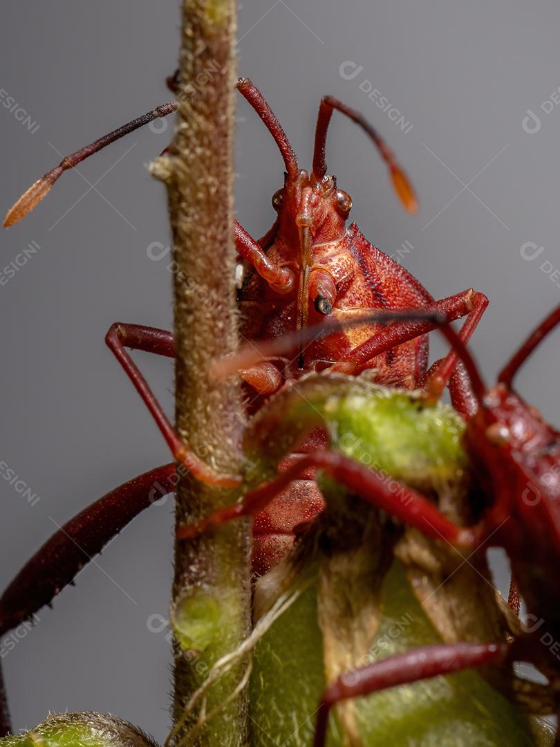 Inseto pé de folha adulto da espécie Athaumastus haematicus