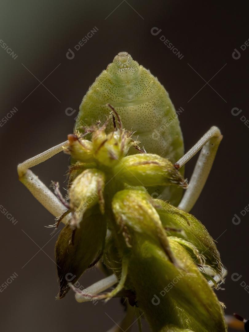 Ninfa de insetos com pés de folha da espécie Athaumastus haematicus