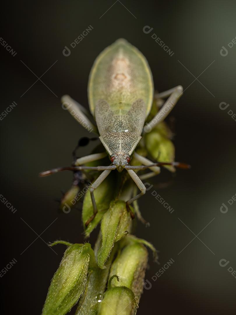 Ninfa de insetos com pés de folha da espécie Athaumastus haematicus