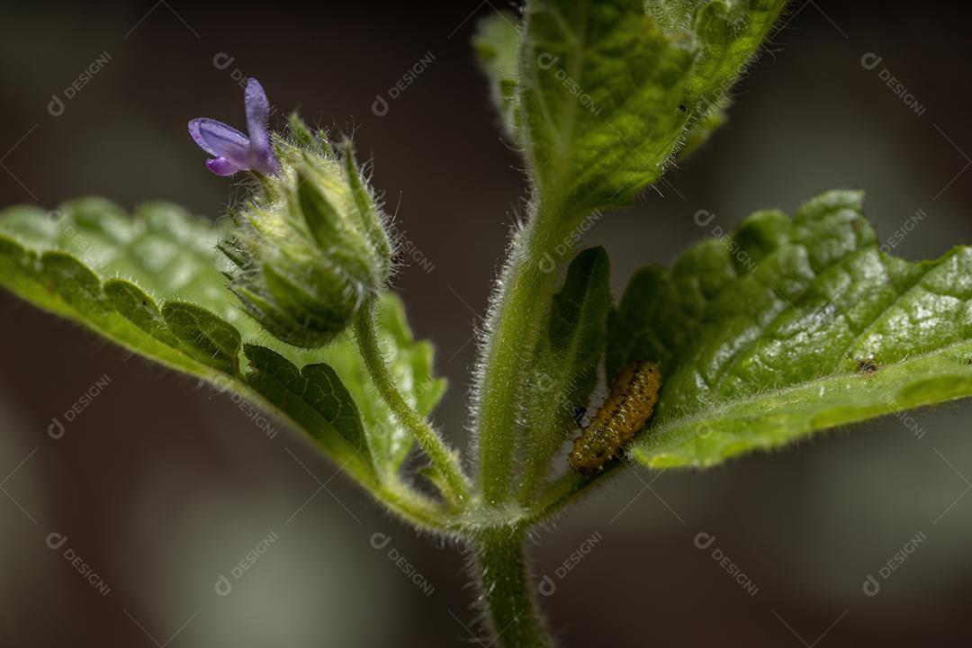 Larvas do besouro da pulga da espécie Omophoita argus