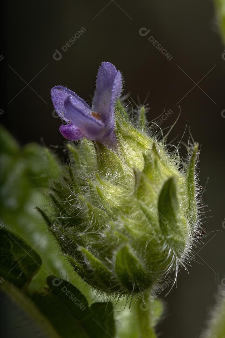 Planta com flores da espécie Marsypianthes chamaedrys
