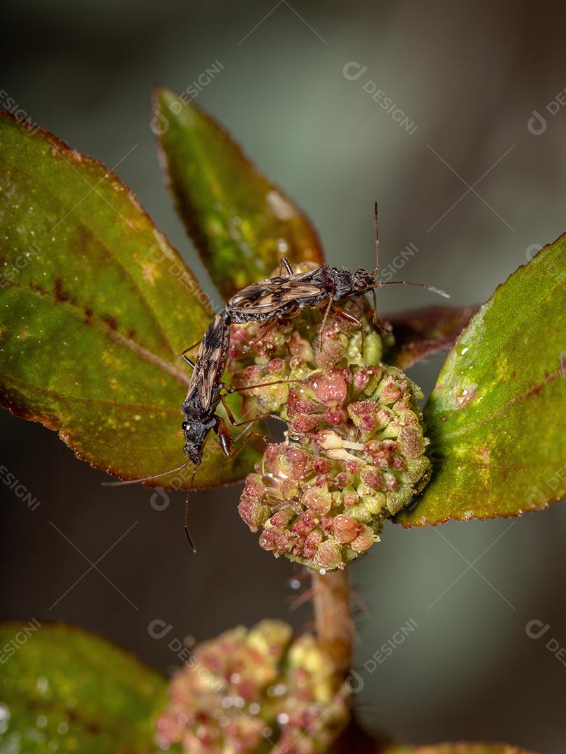 Casal de insetos de sementes de cor de sujeira