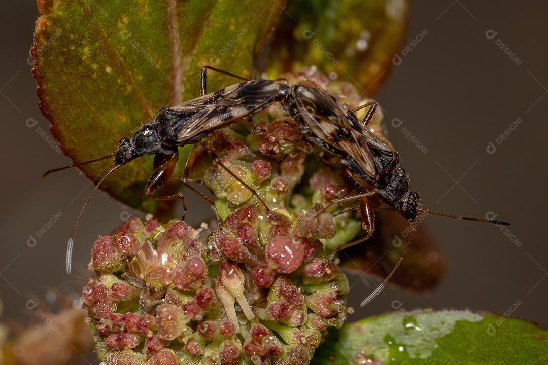 Dirt color seed insect couple