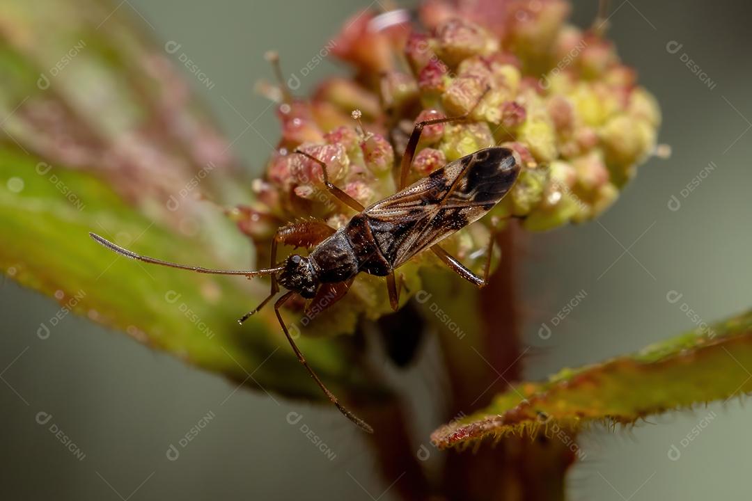 Casal de insetos de sementes de cor de sujeira