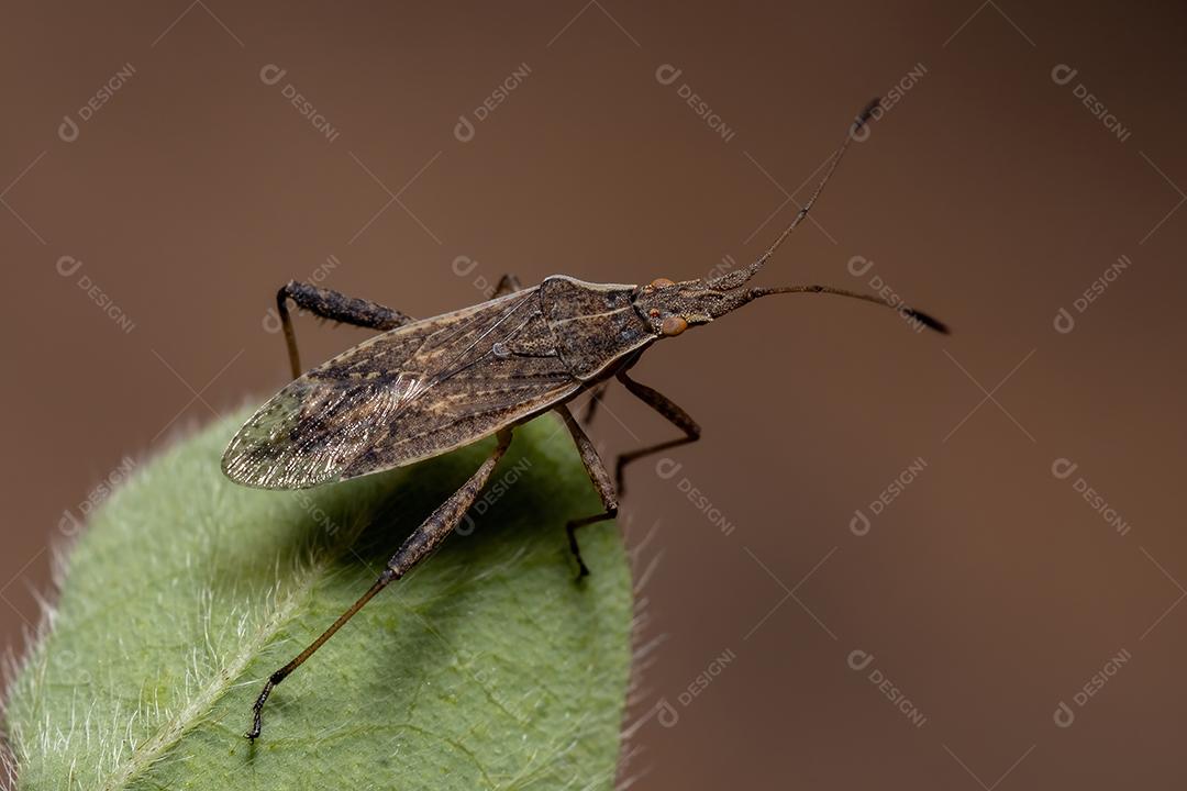 Inseto de planta sem cheiro adulto do gênero Harmostes