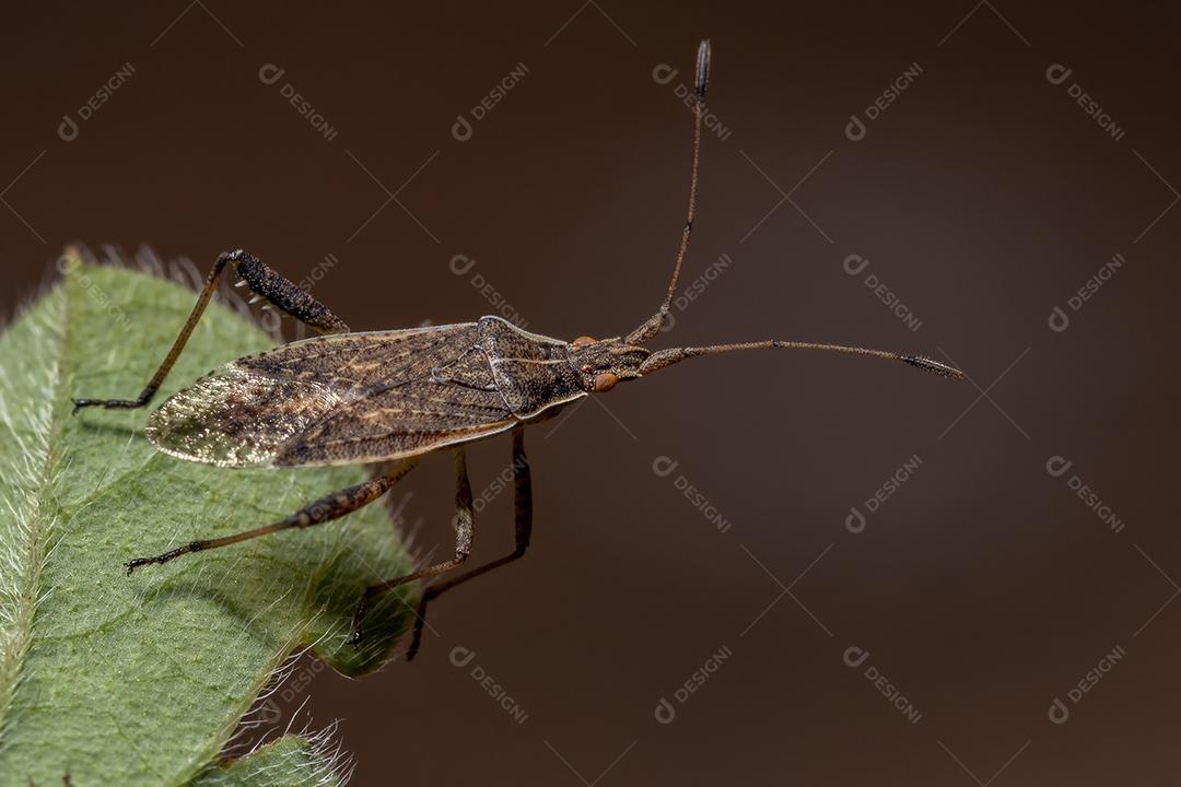 Inseto de planta sem cheiro adulto do gênero Harmostes