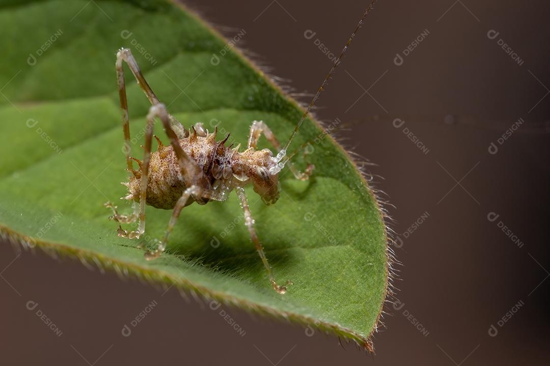 Folha Katydid Ninfa da Subfamília Phaneropterinae