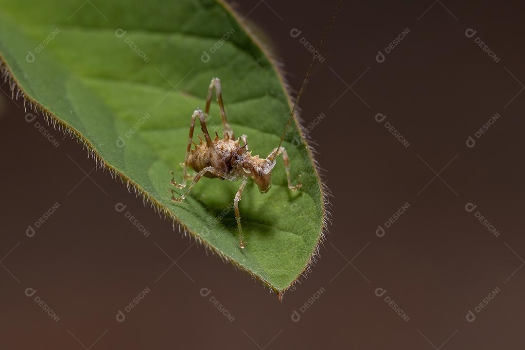 Folha Katydid Ninfa da Subfamília Phaneropterinae