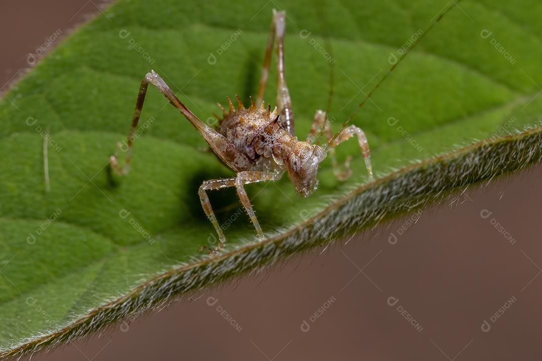 Folha Katydid Ninfa da Subfamília Phaneropterinae