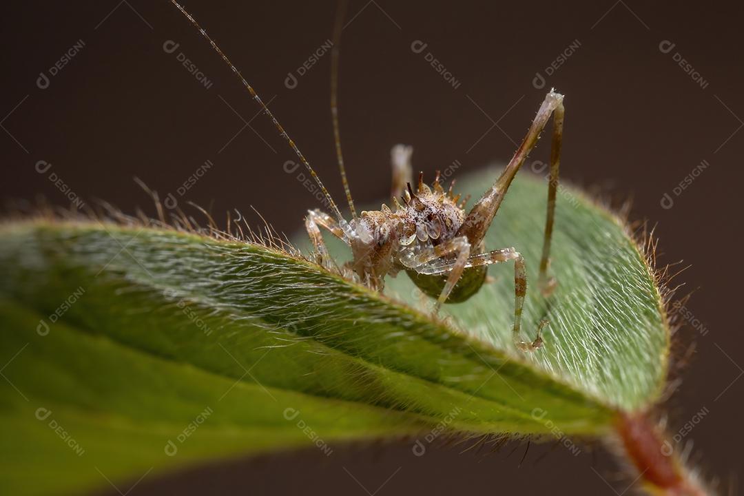 Folha Katydid Ninfa da Subfamília Phaneropterinae