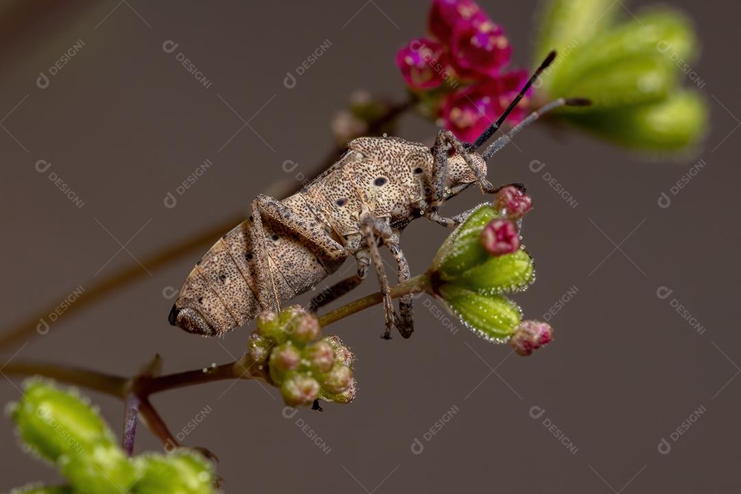 Inseto-pé-de-folha adulto da espécie Catorhintha guttula