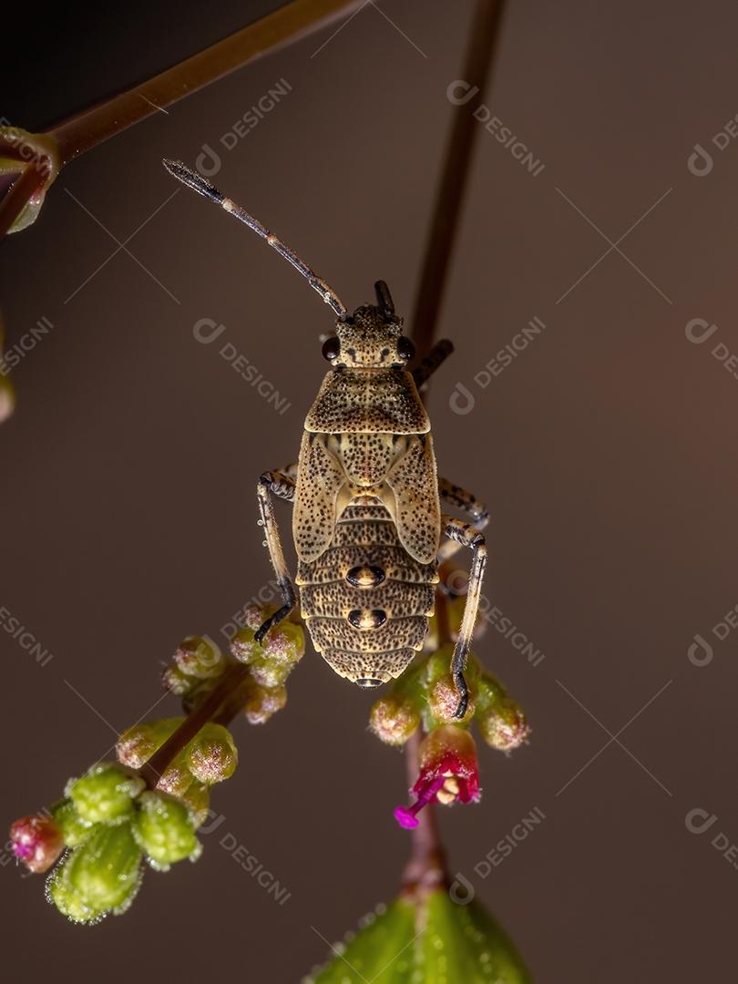 Pentatomomorfo Bug ninfa da Infraordem Pentatomomorpha