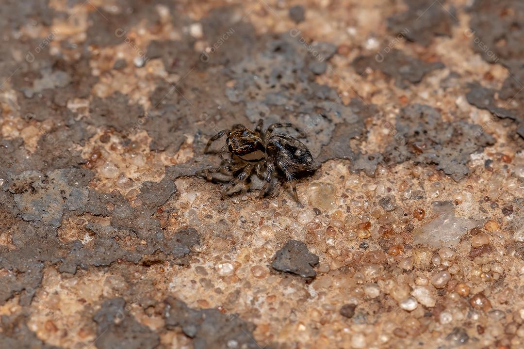 Pequena aranha saltadora pantropical da espécie Plexippus paykulli