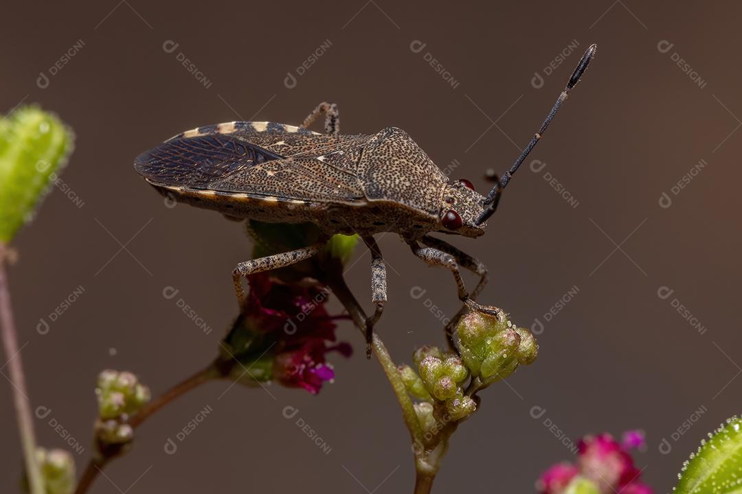 Inseto-pé-de-folha adulto da espécie Catorhintha guttula