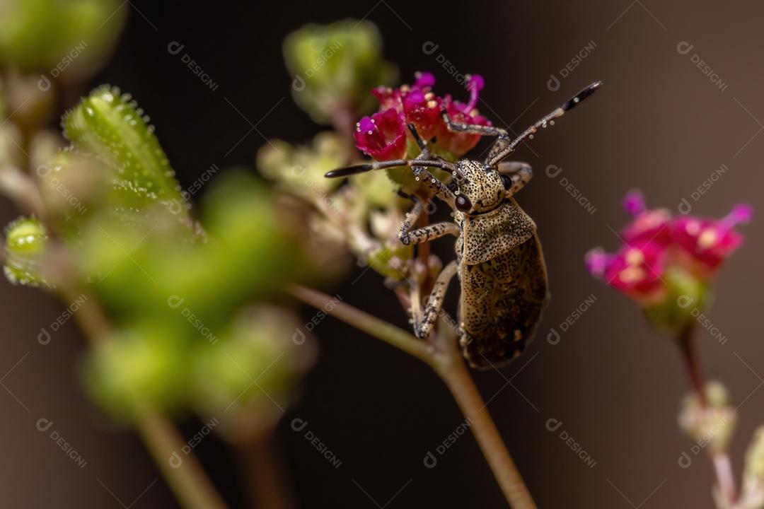 Pentatomomorfo Bug ninfa da Infraordem Pentatomomorpha