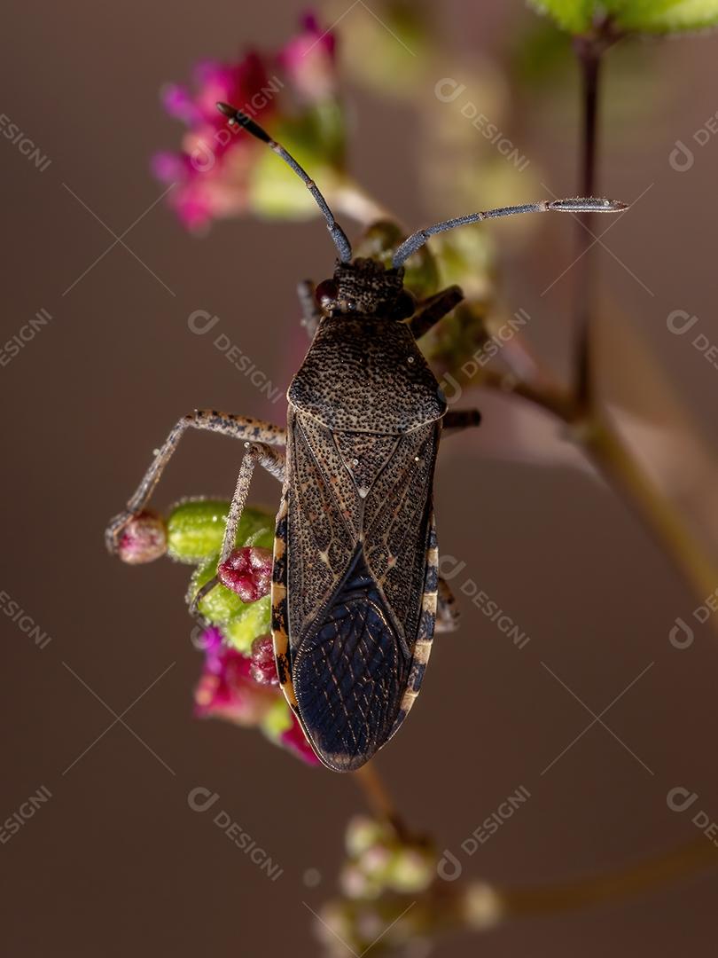 Inseto-pé-de-folha adulto da espécie Catorhintha guttula