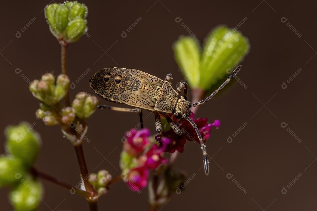 Pentatomomorfo Bug ninfa da Infraordem Pentatomomorpha