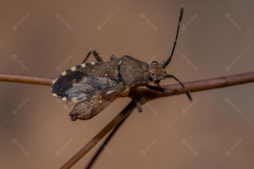 Inseto-pé-de-folha adulto da espécie Catorhintha guttula
