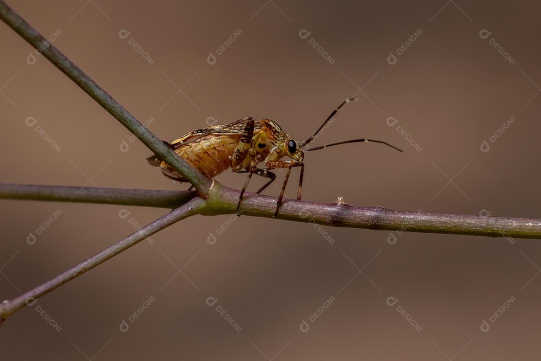 Percevejo da espécie Taedia stigmosa
