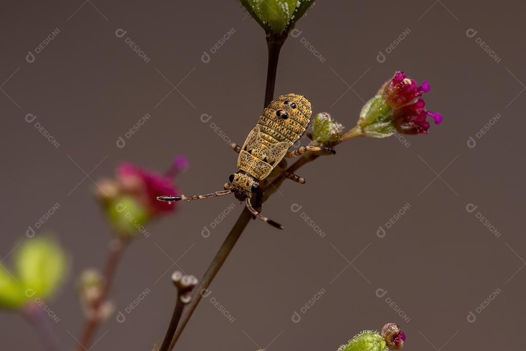 Pentatomomorfo Bug ninfa da Infraordem Pentatomomorpha