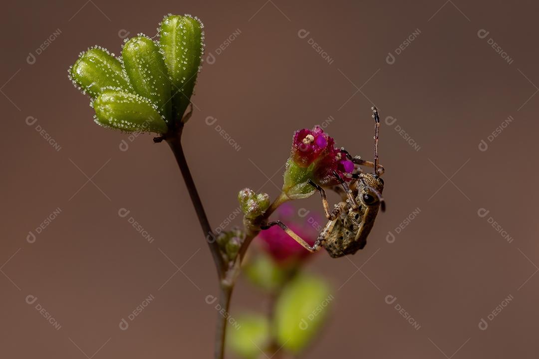 Pentatomomorfo Bug ninfa da Infraordem Pentatomomorpha