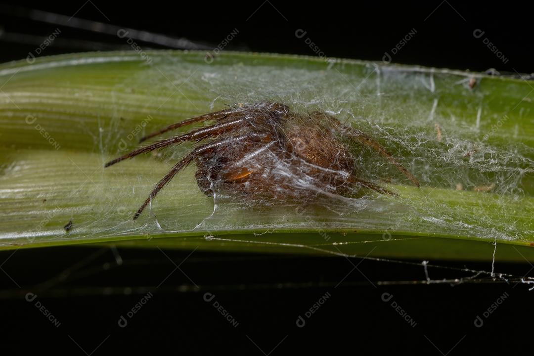Pequeno Orbweaver Clássico do Gênero Metazygia