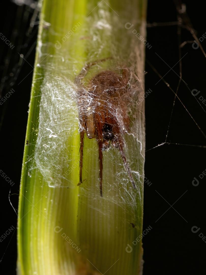 Pequeno Orbweaver Clássico do Gênero Metazygia