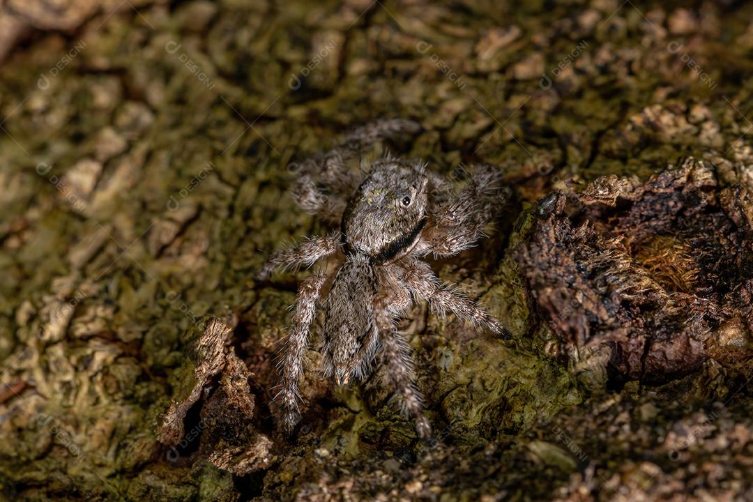 Aranha saltadora macho adulto da espécie Platycryptus magnus em um tronco de árvore
