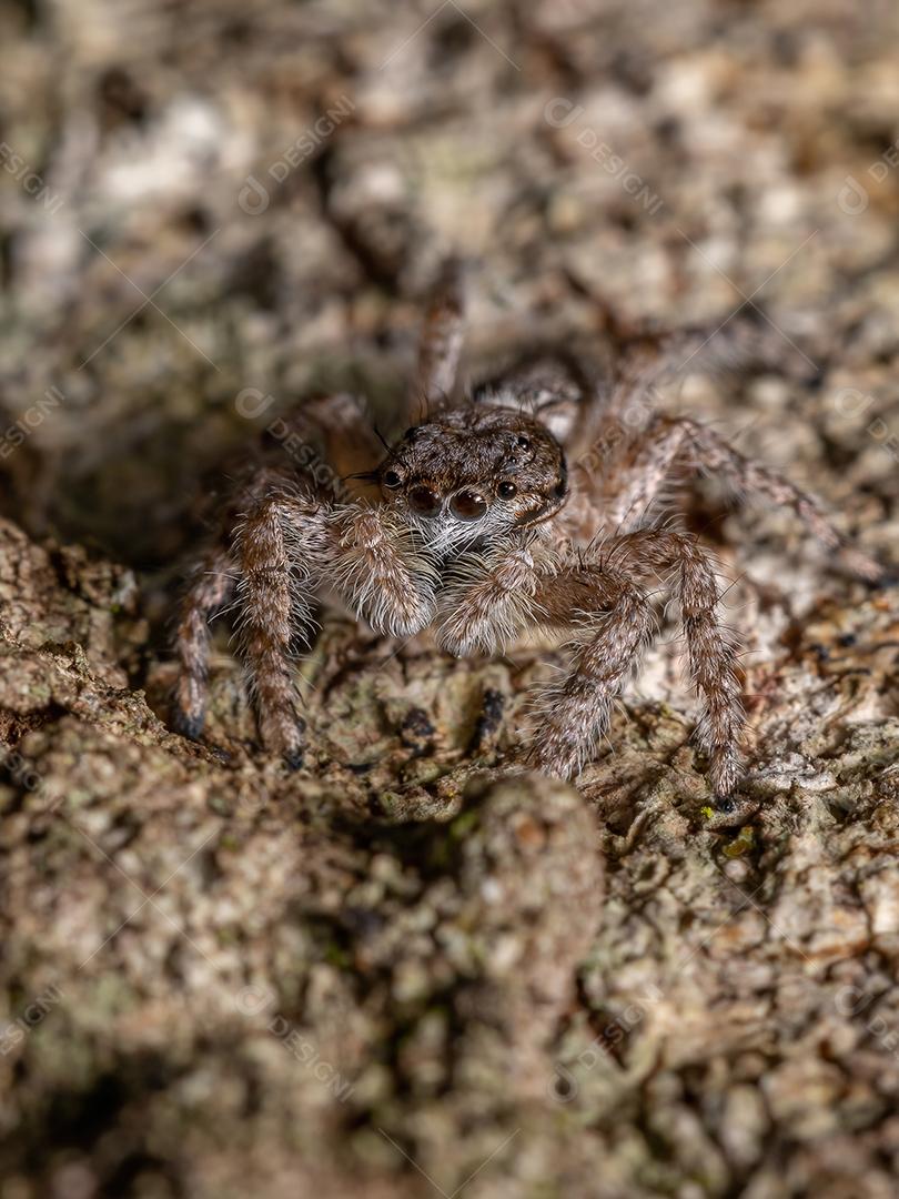 Aranha saltadora macho adulto da espécie Platycryptus magnus em um tronco de árvore