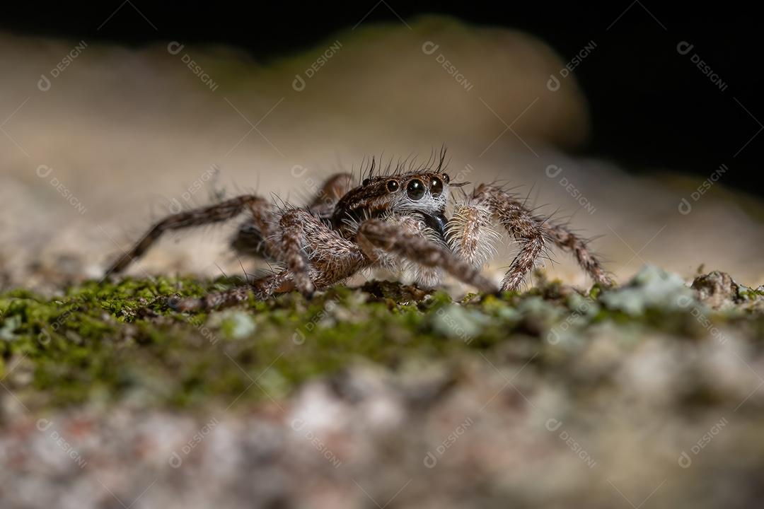 Aranha saltadora macho adulto da espécie Platycryptus magnus em um tronco de árvore