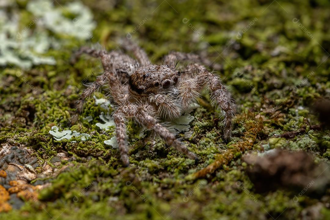 Aranha saltadora macho adulto da espécie Platycryptus magnus em um tronco de árvore