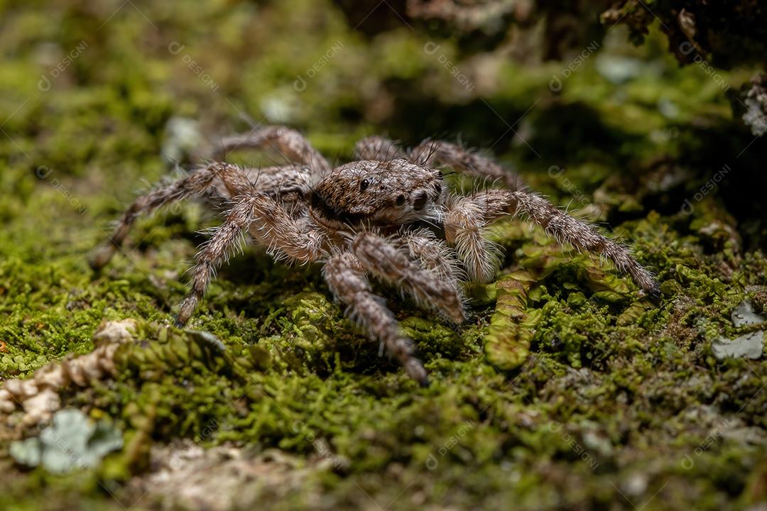 Aranha saltadora macho adulto da espécie Platycryptus magnus em um tronco de árvore