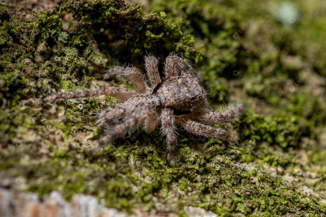 Aranha saltadora macho adulto da espécie Platycryptus magnus em um tronco de árvore