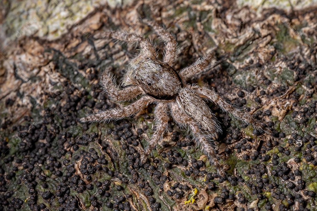 Aranha saltadora macho adulto da espécie Platycryptus magnus em um tronco de árvore