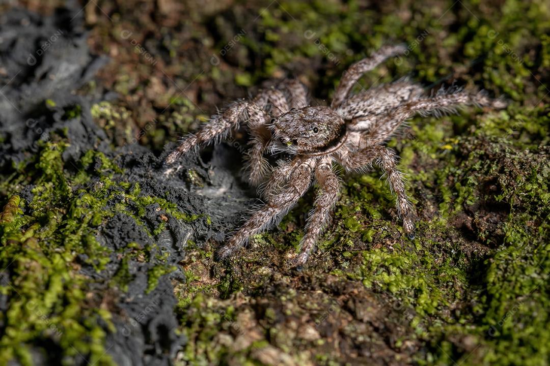 Aranha saltadora macho adulto da espécie Platycryptus magnus em um tronco de árvore